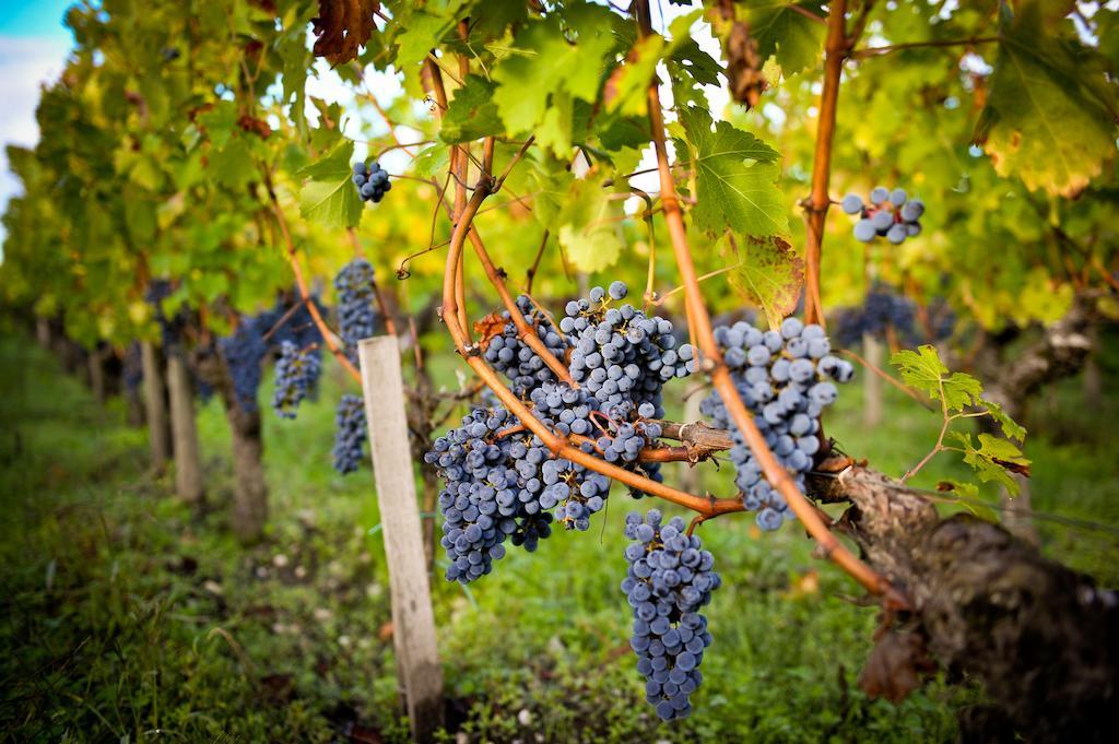 Chateau Pape Clement Pessac Bagian luar foto